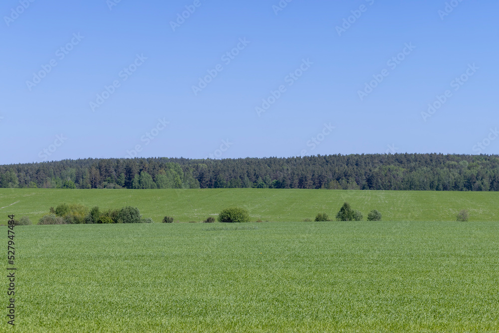 Fototapeta premium An agricultural field where green cereals grow