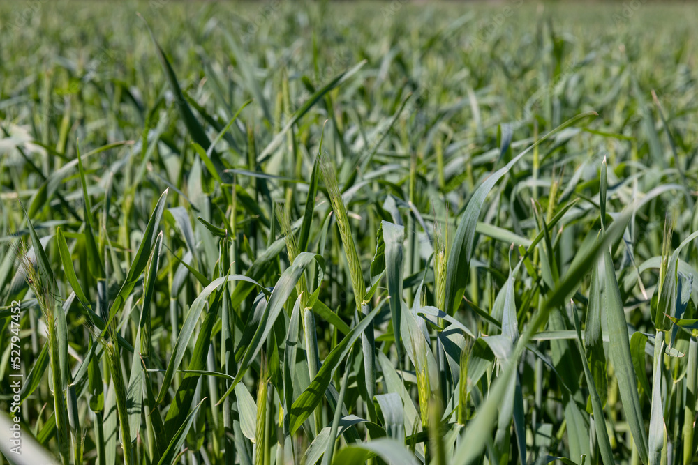 Obraz premium An agricultural field where green cereals grow