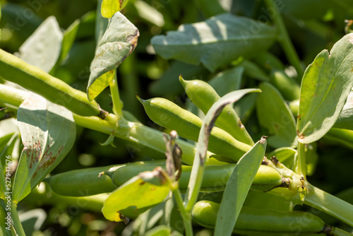 Green beans in sunny windy weather