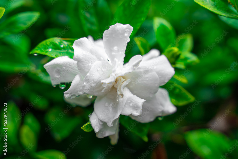 Beautiful white blooming jasmine flower bud, on the petals of which dew drops hung after the rain, juicy green foliage on the blurred background, close up Beautiful white blooming jasmine flower bud, on the petals of which dew drops hung after the rain, juicy green foliage on the blurred background, close up