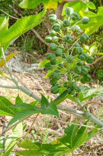 Oilnuts Growing On Tree
