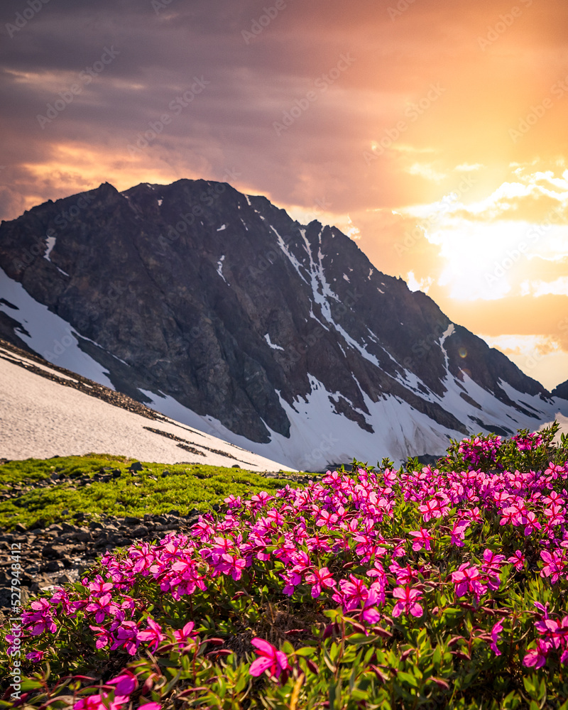 Stunning scenery in Yukon Territory with pastel sunset. Pink dwarf fireweed flowers seen in foreground. 
