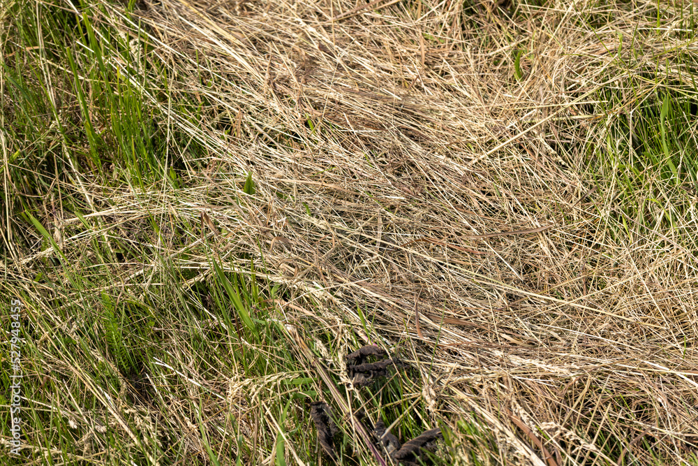 Drying of grass for obtaining and storing hay Drying of grass for obtaining and storing hay