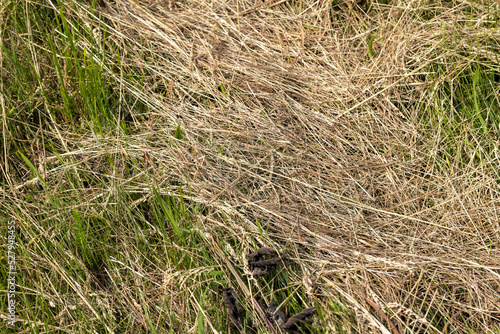 Drying of grass for obtaining and storing hay