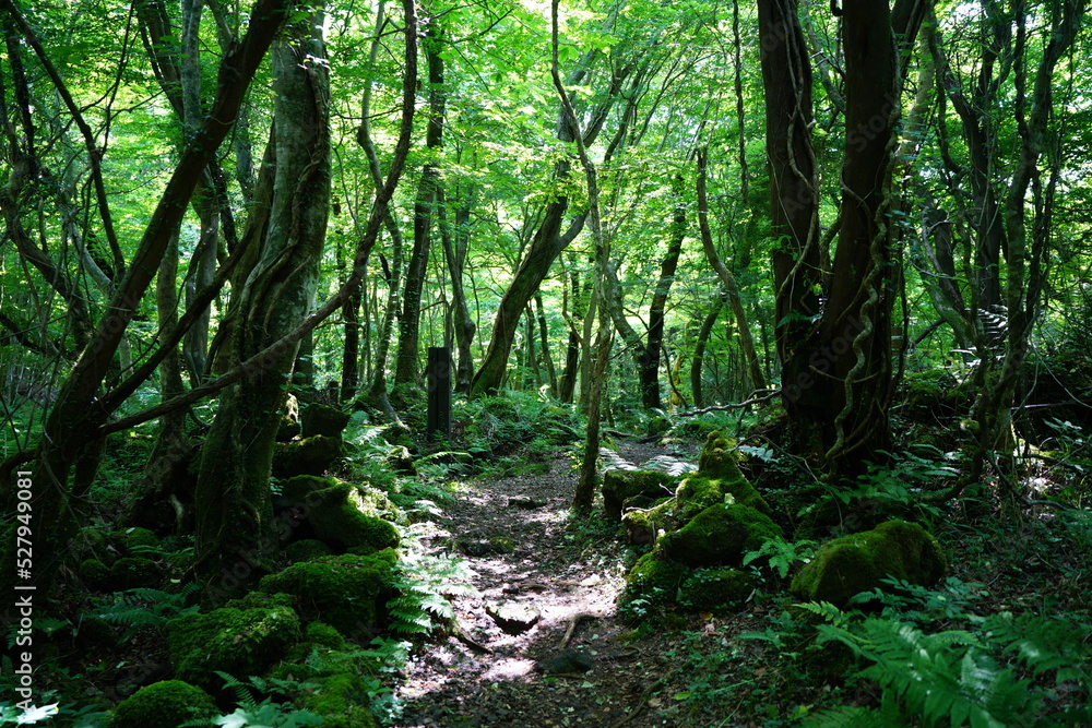 fine pathway through sunny spring forest fine pathway through sunny spring forest