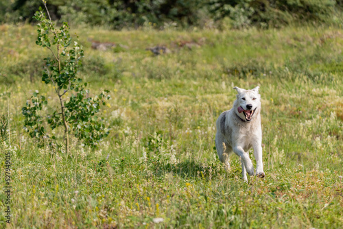 Pet dog seen outdoors in Canada during summer time  running with mouth open and happy look on face. 