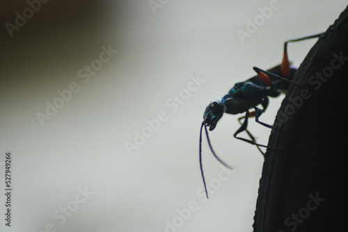 Image of Jewel Wasp (Tawon Permata) or Emerald cockroach wasp (Ampulex compressa) on the ground. Insect. Animal. photo