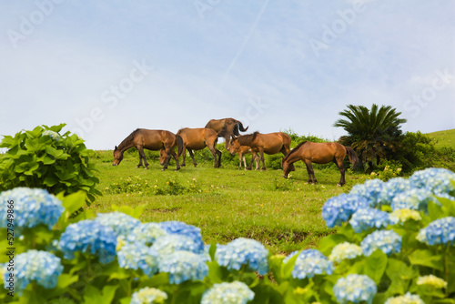 都井岬　馬とアジサイ	