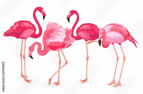 Cute Pink Flamingo collection on white background.
