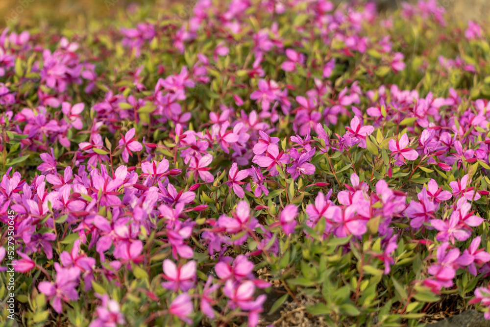 Dwarf Fireweed flowers in arctic Canada during summer time. 