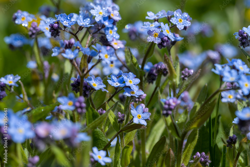 beautiful blue flowers in the spring season in drops of water beautiful blue flowers in the spring season in drops of water