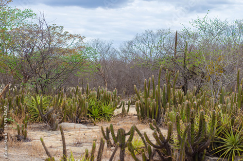paisagem caatinga nordestina  photo