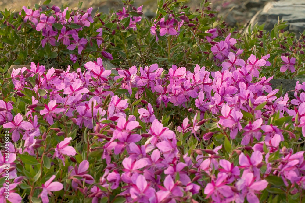 Wilderness Fireweed flowers seen in northern Yukon Territory during summer time. Wilderness Fireweed flowers seen in northern Yukon Territory during summer time.