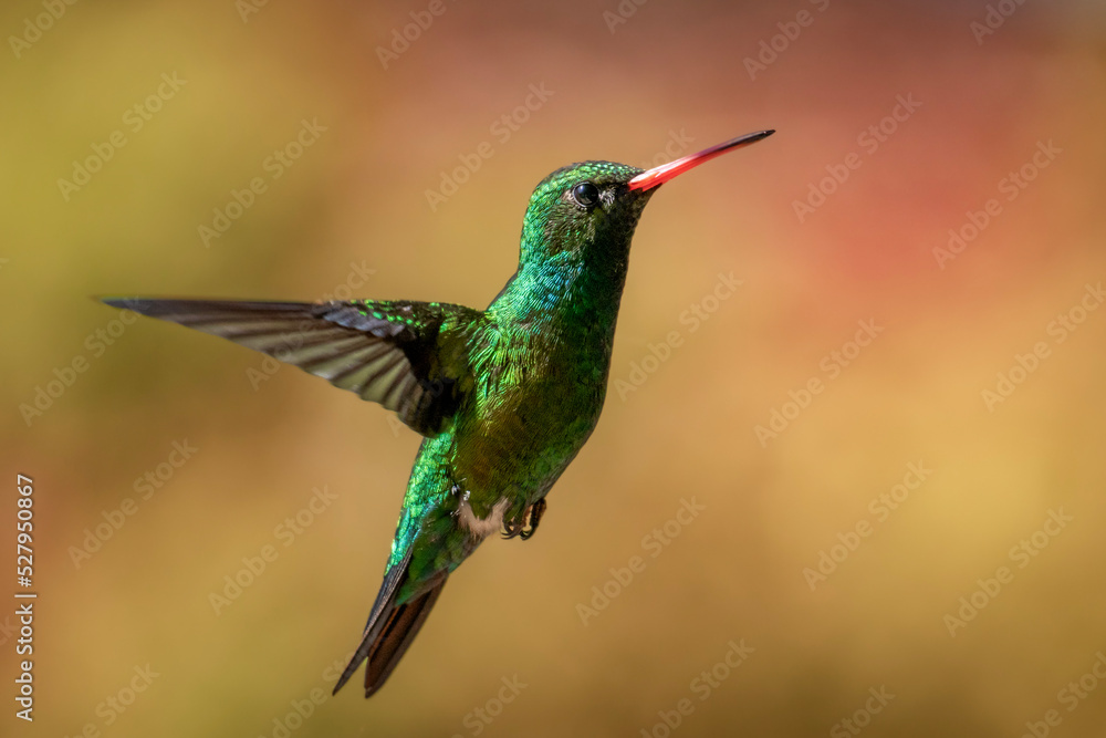 green hummingbird in free flight in nature green hummingbird in free flight in nature