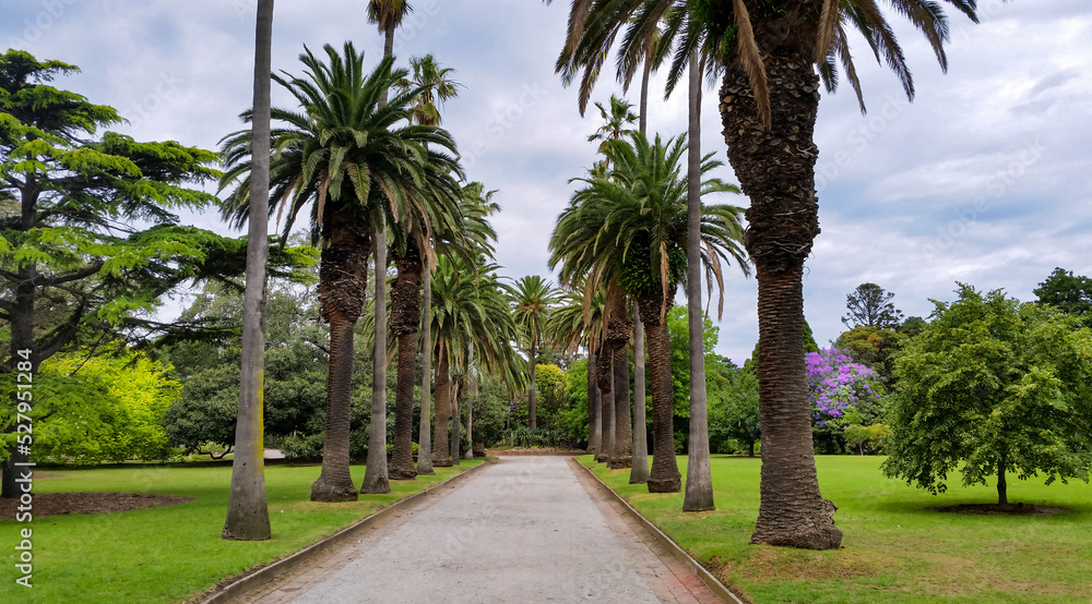 Park paved walkway bounded by palm trees and gardens
