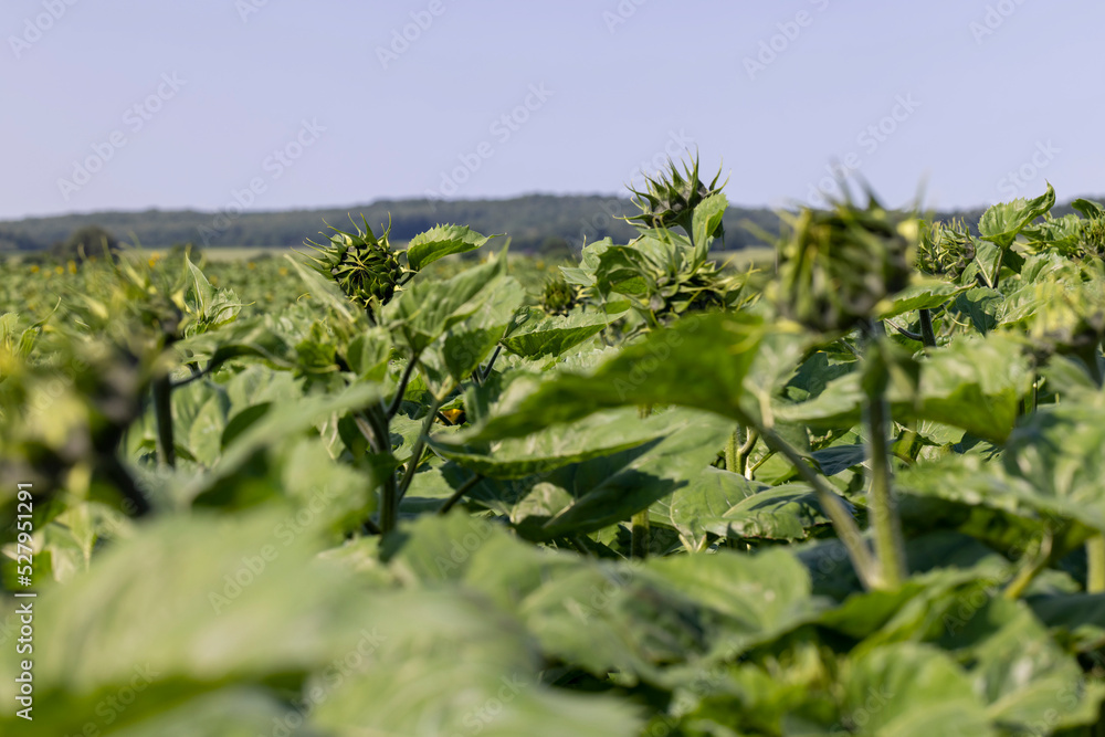 A large number of sunflowers in the agricultural field A large number of sunflowers in the agricultural field