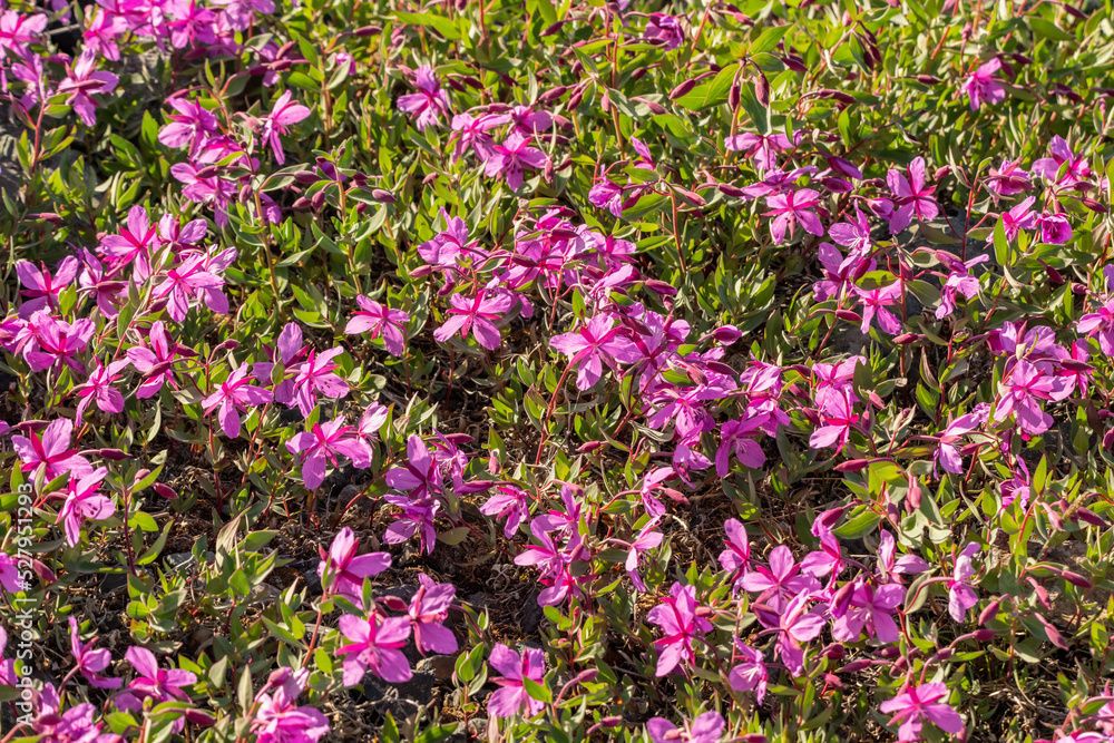 Wild pink purple flowers seen in northern Canada during summer. Dwarf Fireweed. 