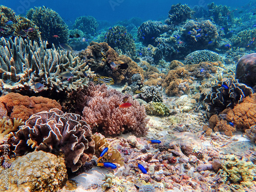 Indonesia Alor Island - Colorful coral reef with fish