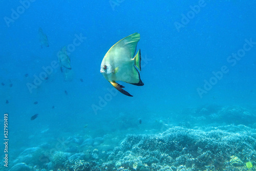 Indonesia Sumbawa - Group Longfin batfish - Platax teira