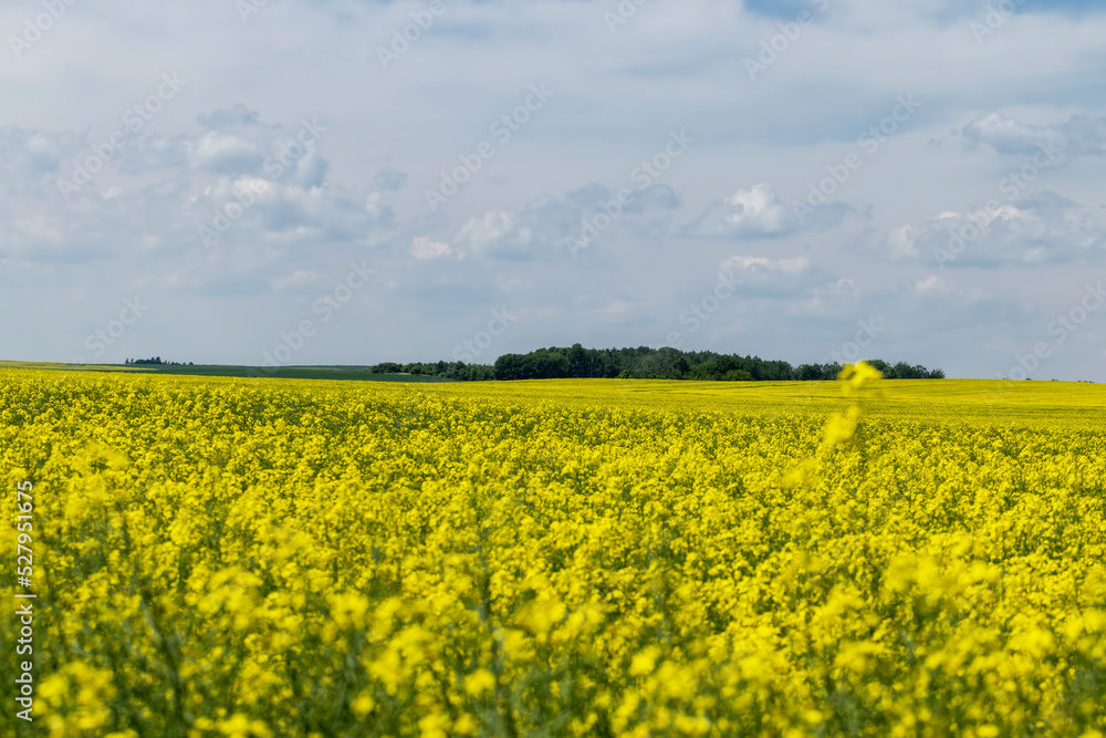 Yellow-flowering rapeseed in the summer