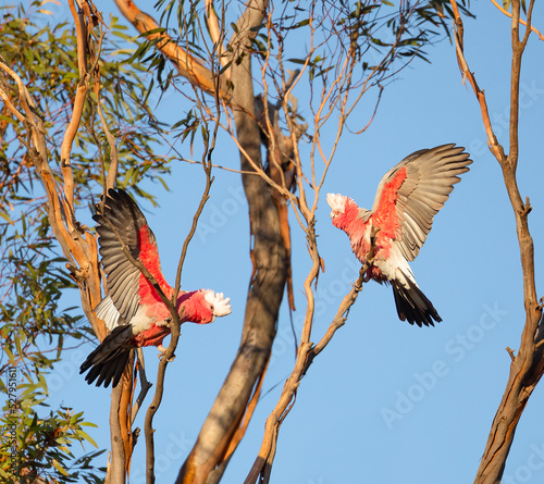 Male and female Galahs on a tree flapping their wings