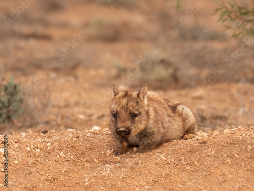 Southern Hairy-nosed Wombat