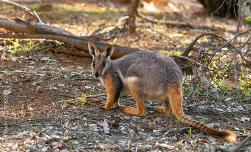 Yellow-footed Rock Wallaby photo