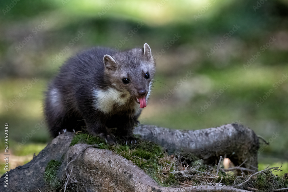 Wild animal Martes foina in the forrest. Wild animal Martes foina in the forrest.
