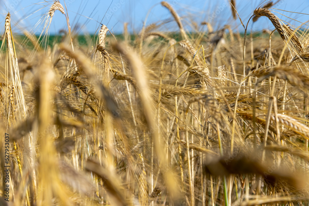 Fototapeta premium ripe wheat harvest in summer
