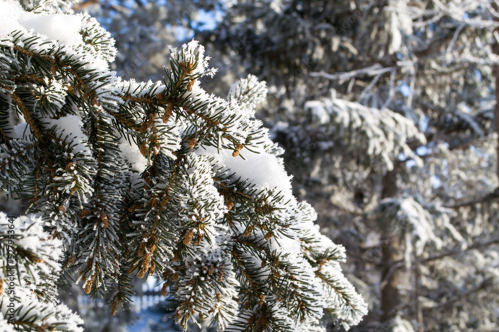 Close-up of spruce branches all covered in snow and drizzle.