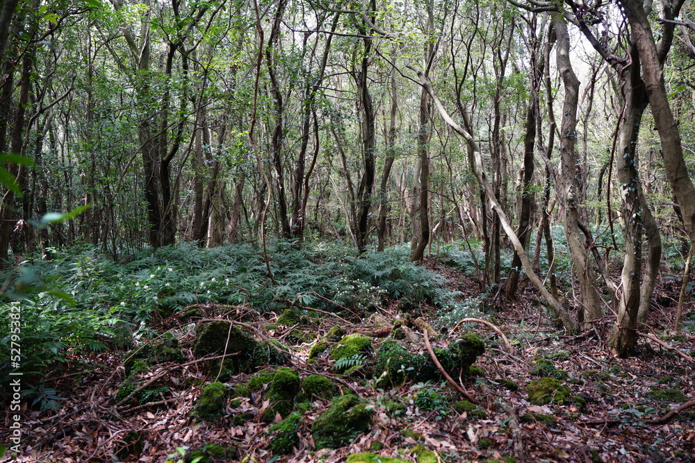thick wild forest with old trees and mossy rocks thick wild forest with old trees and mossy rocks