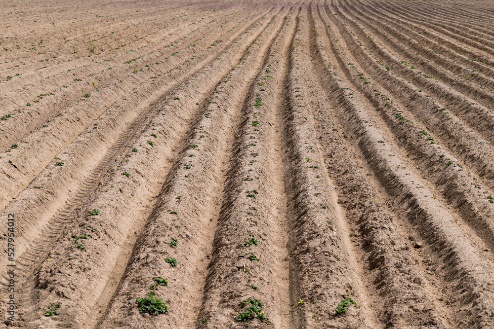 A field with furrows in which potatoes grow