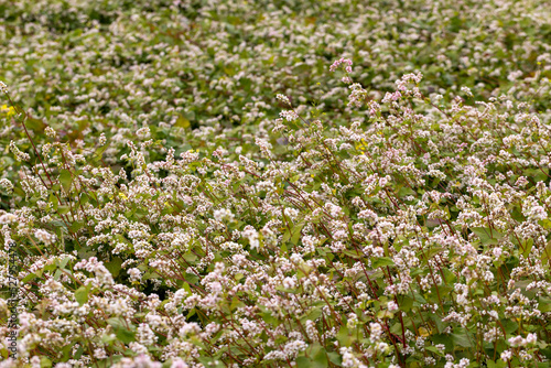 Agricultural field with blooming buckwheat in cloudy weather