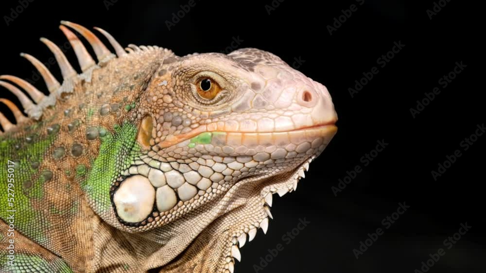 lizard, animal, green lizard with blur background
lizard, animal, green lizard with blur background
