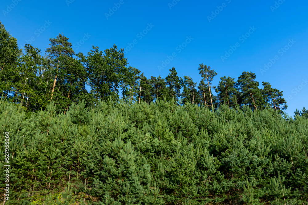 Trees in the forest in the summer