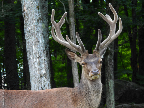 Young bull elk at Parc Omega in Montreal, Canada