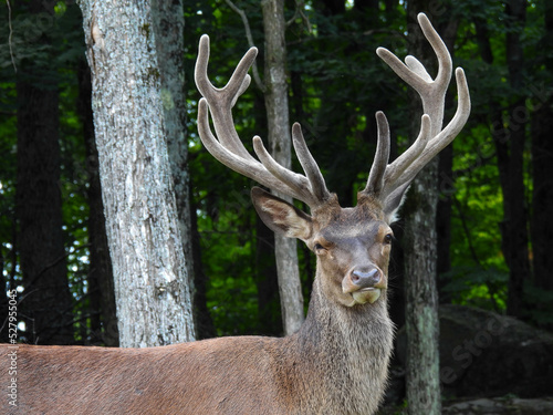 Young bull elk at Parc Omega in Montreal, Canada © Lisa