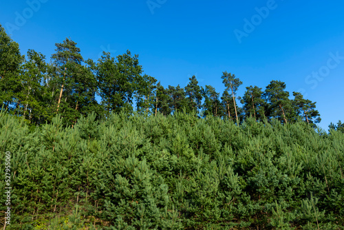 Trees in the forest in the summer