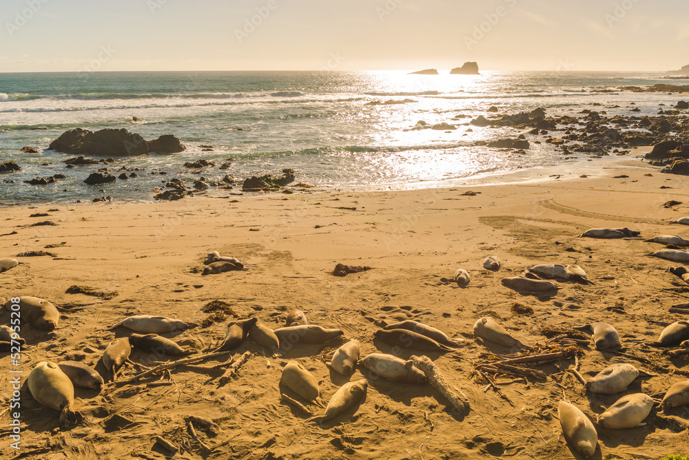 Obraz premium Elephant seals, mirounga angustinostris, group sleeping in the sand on late afternoon at Elephant Seal Vista Point, along Cabrillo Highway, Pacific California Coast, USA.