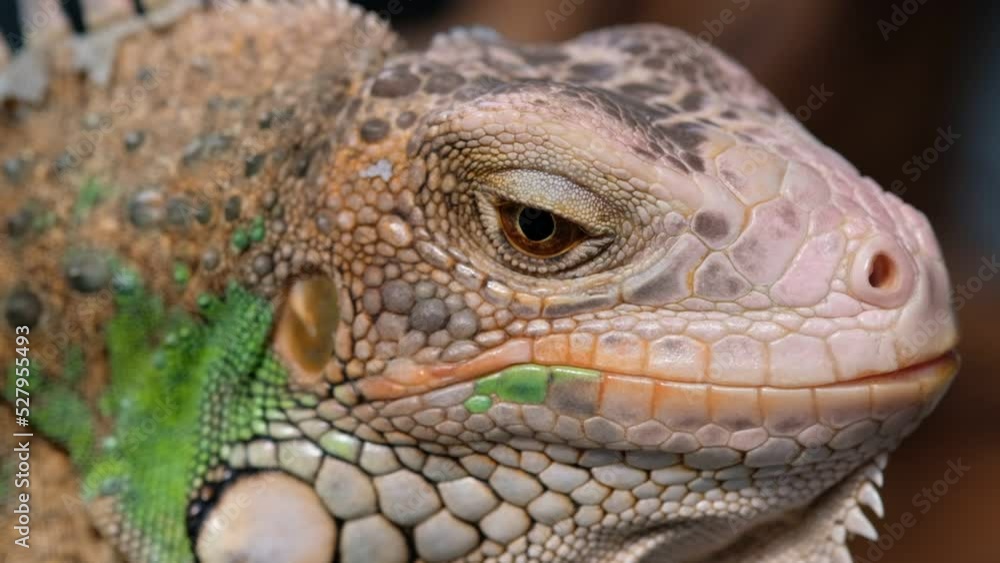 lizard, animal, green lizard with blur background
lizard, animal, green lizard with blur background
