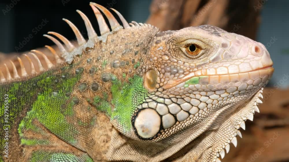 lizard, animal, green lizard with blur background
lizard, animal, green lizard with blur background