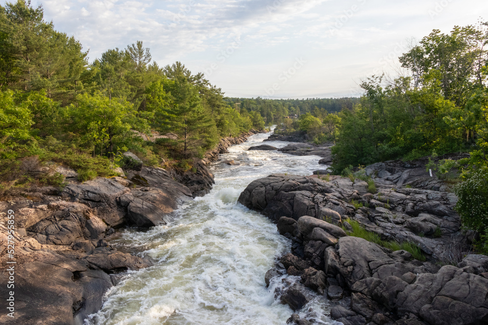 Obraz premium river in the forest