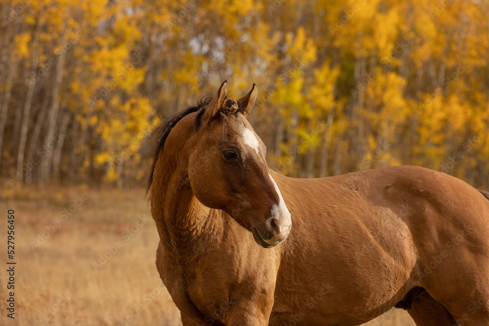 Horse Headshot with a Fall Background Horse Headshot with a Fall Background