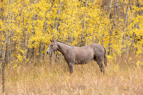 Quarter Horse Yearling in the Fall photo