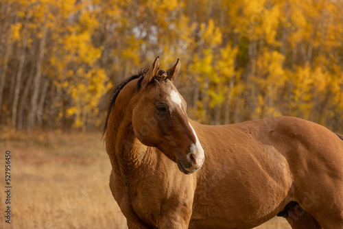 Horse Headshot with a Fall Background photo