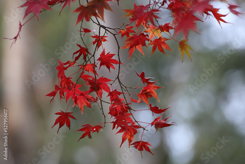 日本楓の紅葉