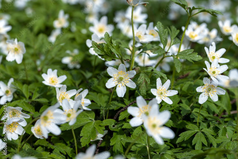 spring white flowers sprouting in the forest spring white flowers sprouting in the forest