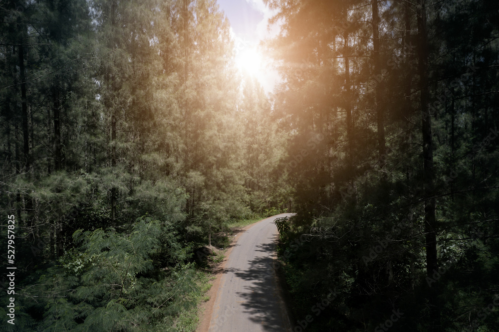 Obraz premium aerial view green forest scenery and sunlight in the morning Aerial natural scenery of pine trees and intersecting roads. country path through pine trees adventure travel concept