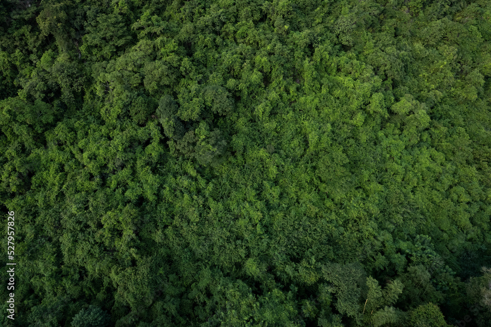 aerial view of dark green forest Abundant natural ecosystems of rainforest. Concept of nature  forest preservation and reforestation.