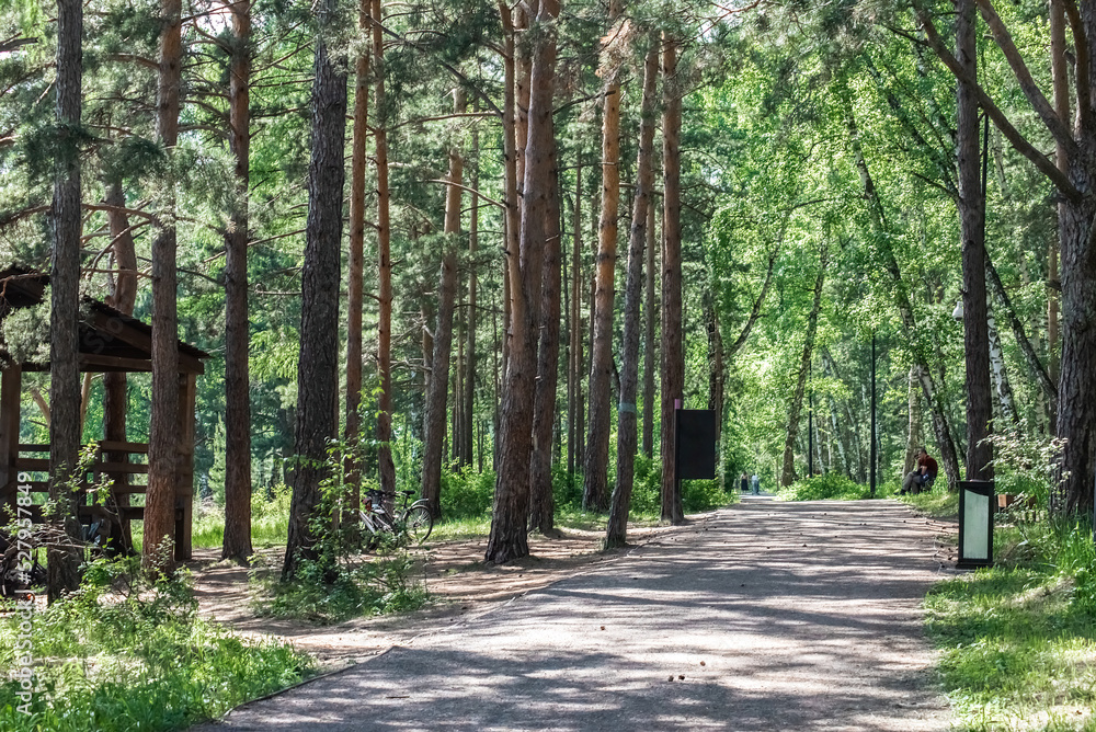 a park in a pine forest, a path and a wooden gazebo for relaxing